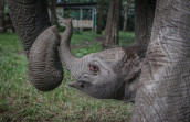 Kelahiran Bayi Gajah Sumatera Bawa Harapan Baru bagi Konservasi di Riau