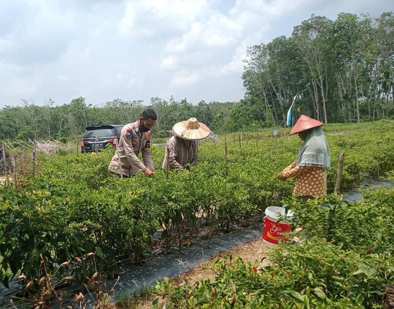 Polsek Bunut Tinjau Program Peningkatan dan Pengembangan Kampung Tangguh
