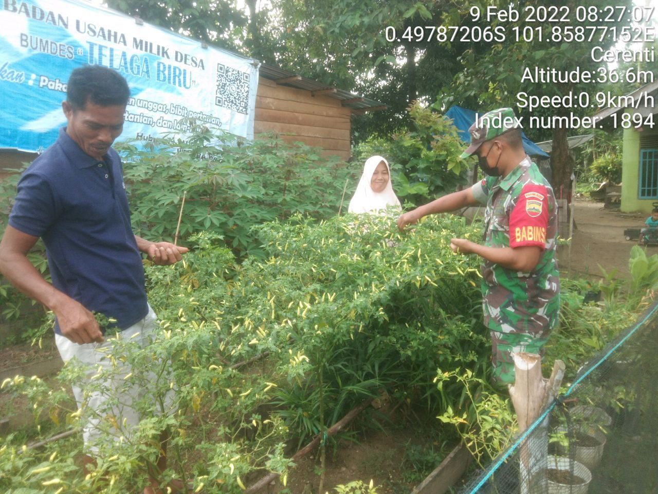 Babinsa Koramil 06/Cerenti Kodim 0302/Inhu Ikut Serta Melaksanakan Panen Cabe di Pulau Panjang Cerenti
