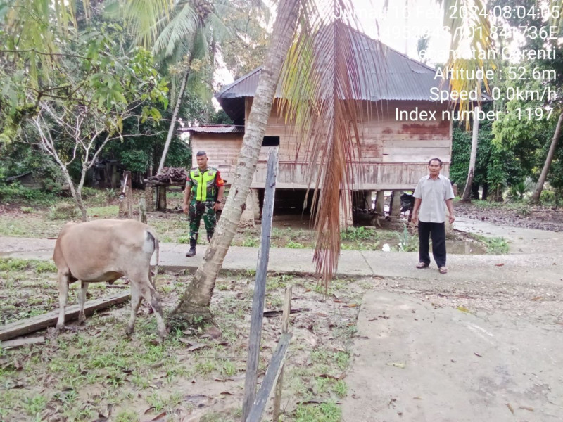Di Desa Kompe Berangin Babinsa Koramil 06/ Cerenti Kodim 0302/Inhu  Cek Ternak Warga