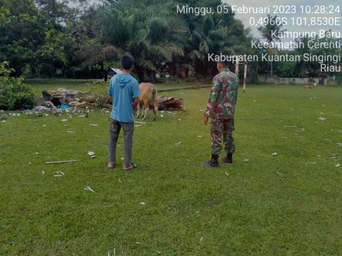 Kopda Muhammad Soleh Babinsa Koramil 06/Cerenti Kodim 0302/Inhu Cek Sapi Warga Binaan Untuk Mengantisipasi Penularan Penyakit Mulut Dan Kaki
