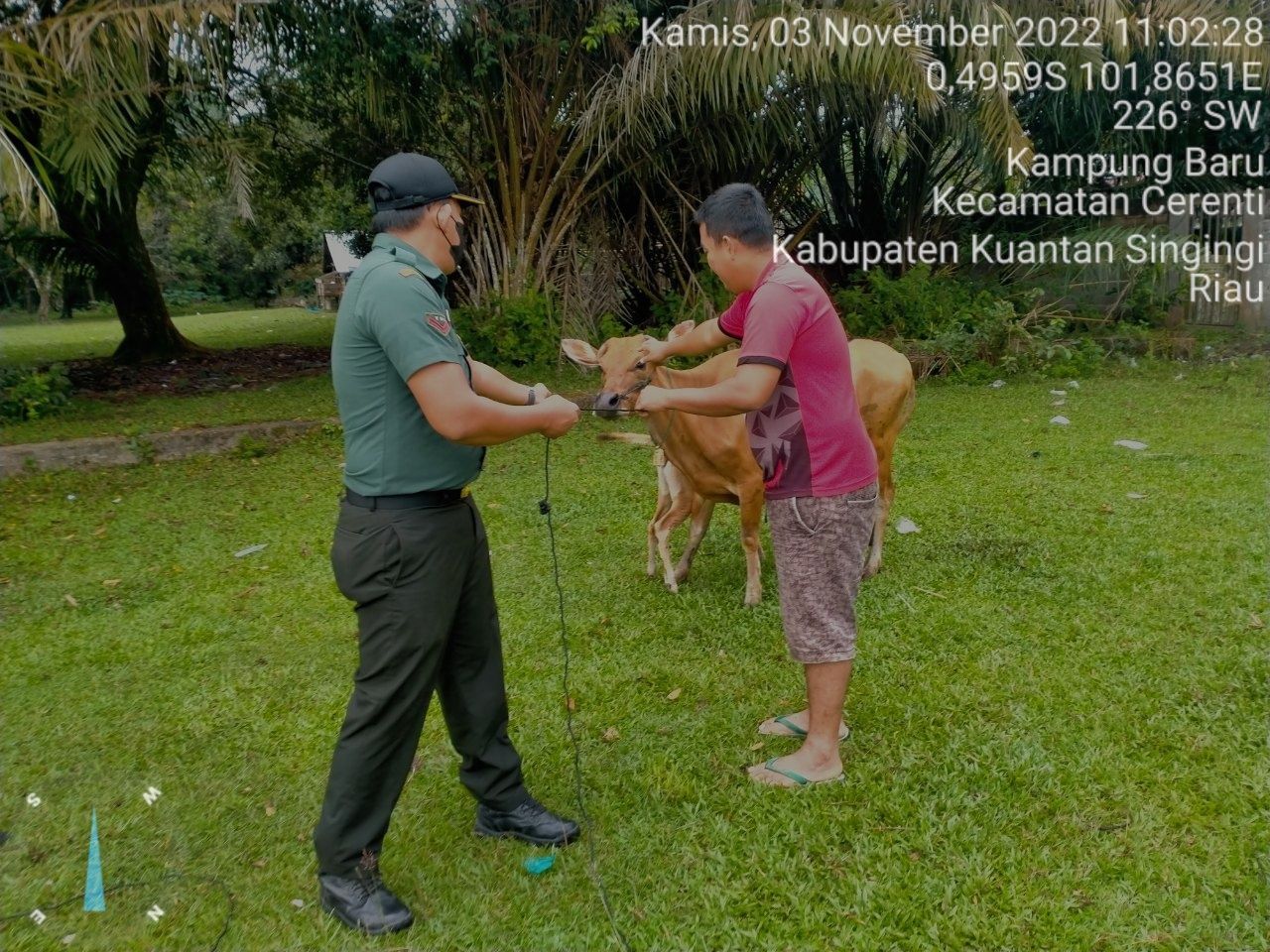 Babinsa Koramil 06/Cerenti Kodim 0302/Inhu, di Kampung Baru Kecamatan Cerenti Mengantisipasi Penularan Penyakit Mulut Dan Kaki (PMK) Sapi