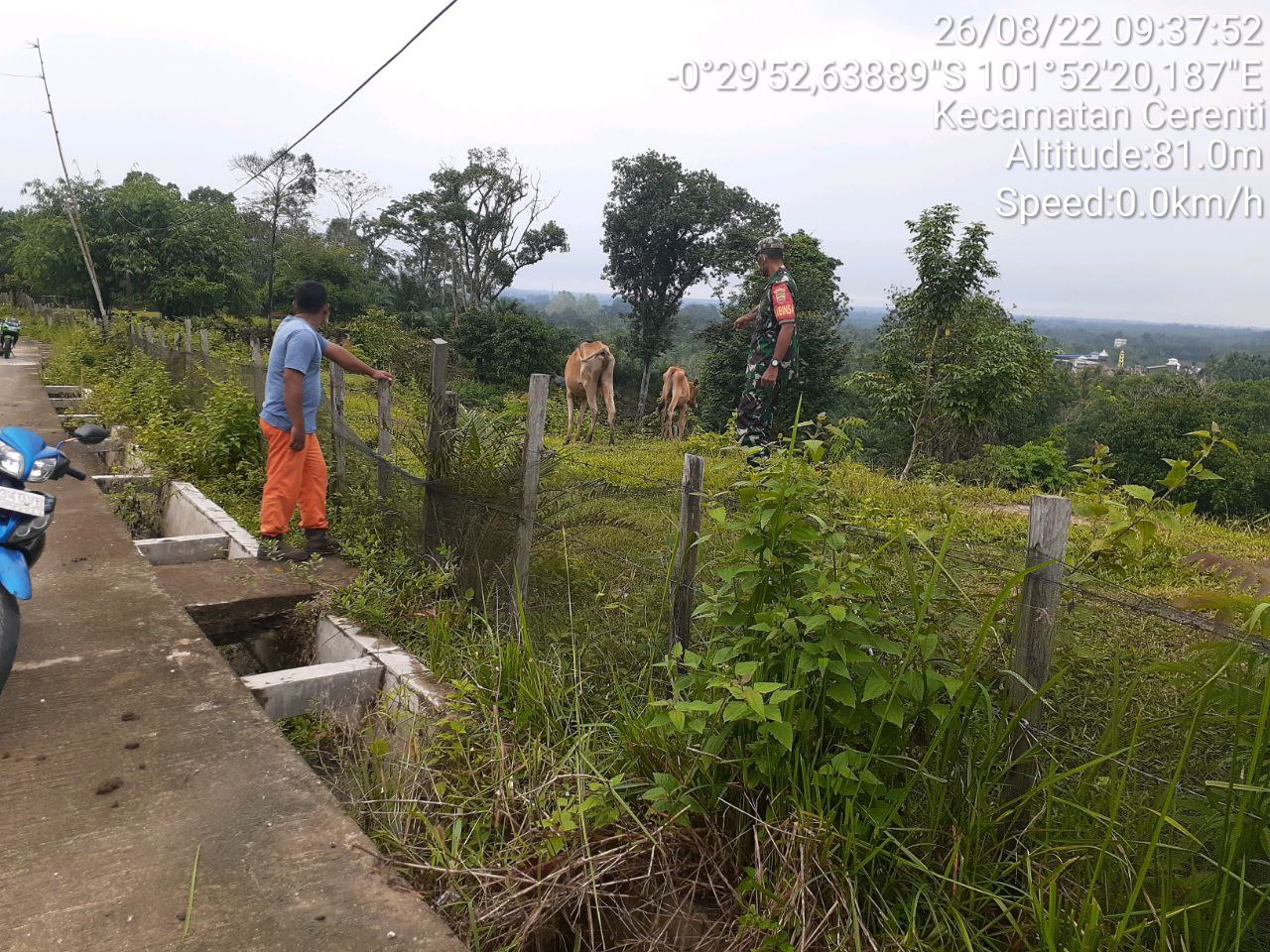 Antisipasi PMK Babinsa Koramil 06/Cerenti Kodim 0302/Inhu Cek Sapi Warga Binaan di Kelurahan Koto Peraku