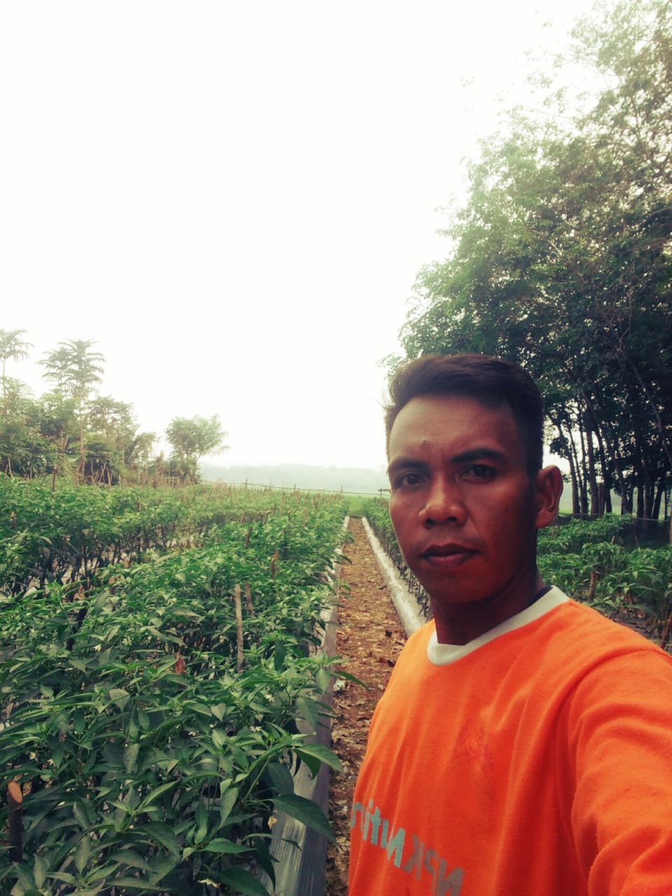 Pasca Di Rumahkan Jadi Tenaga Honorer Eki Kini Sukses Jadi Petani Cabe.