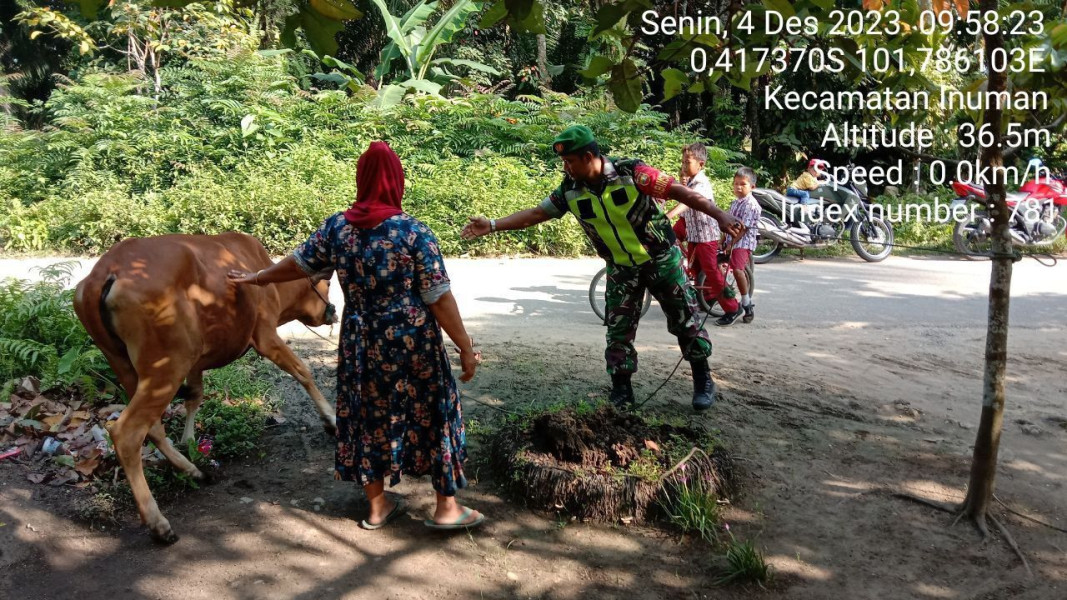 Di Desa Koto Inuman, Babinsa Koramil 06/Cerenti Cek Ternak Sapi Warga Antisipasi Wabah PMK