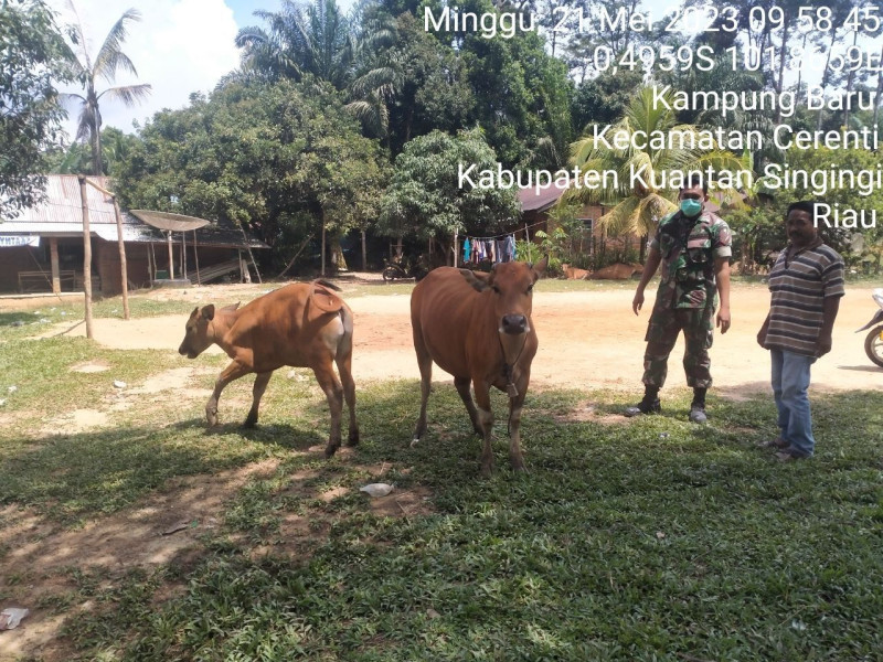 Anggota Koramil 06/Cerenti Kodim 0302/Inhu Mengantisipasi Penularan Penyakit Mulut Dan Kaki (PMK) Sapi Di Wilayah Kecamatan Cerenti