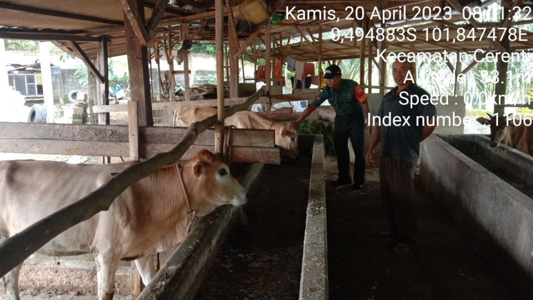 Waspadai PMK Sapi Babinsa Koramil 06/Cerenti Kodim 0302/Inhu Cek Sapi Warga Desa Kampung Baru Timur