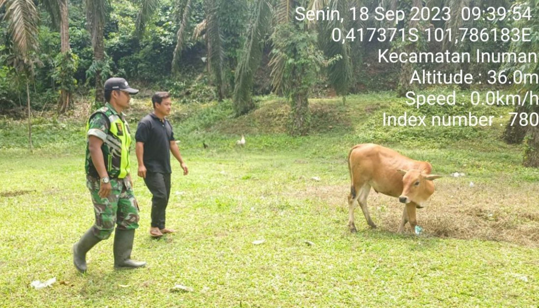 Antisipasi PMK, d Desa Kampung Baru Koto Kopda Junedi  Babinsa Koramil 06/Cerenti Kodim 0302/Inhu Cek Sapi Warga