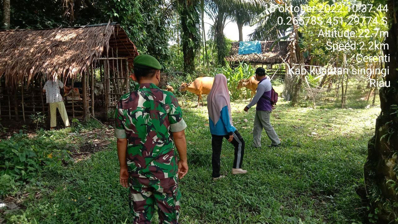 Babinsa Koramil 06/Cerenti Kodim 0302/Inhu Mengantisipasi Penularan Penyakit Mulut Dan Kaki (PMK) Sapi di Desa Sikakak Kecamatan Cerenti 