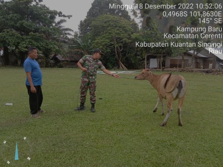Setiap Hari Babinsa Koramil 06/Cerenti Kodim 0302/Inhu, Cek Sapi Warga Binaan Mengantisipasi Penularan Penyakit Mulut Dan Kaki (PMK) Sapi