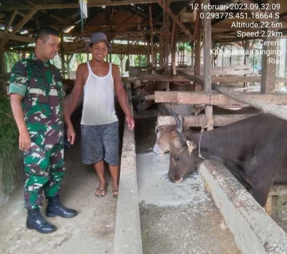 Anggota Koramil 06/Cerenti Kodim 0302/Inhu Mengantisipasi Penularan Penyakit Mulut Dan Kaki (PMK) Sapi Di Desa Binaan Tanjung Medan Kecamatan Cerenti