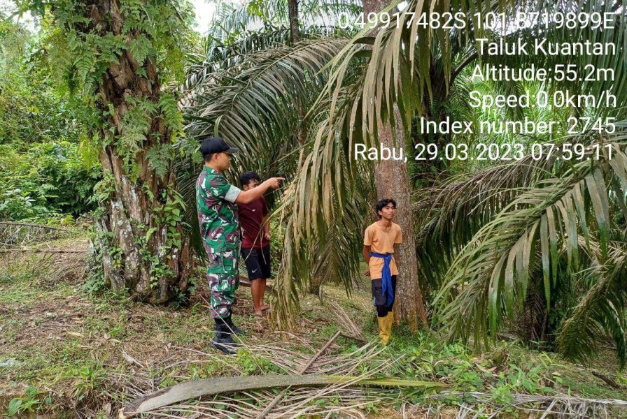 Tingkatkan Pengawasan Karlahut,Sertu Efison Babinsa Koramil 06/Cerenti Kodim 0302/ Inhu Laksanakan Patroli Karlahut