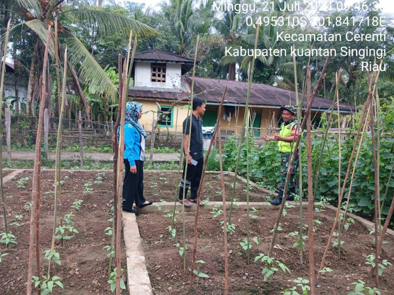 Babinsa Koramil  06/Cerenti Kodim 0302/Inhu Melaksanakan Komunikasi Sosial Dengan Masyarakat Di Lahan Perkebunan