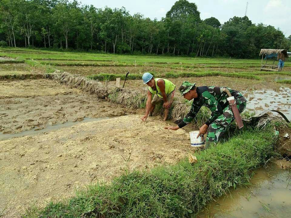 Serda Yuliondra Membantu Petani Menyemai Benih Padi Di Desa Koto Tuo Kecamatan Kuantan Hilir.