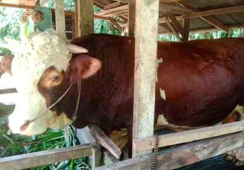 Minggu Pagi, Sapi Kurban Hampir 1 Ton dari Presiden Prabowo Disembelih di Masjid Raya Annur