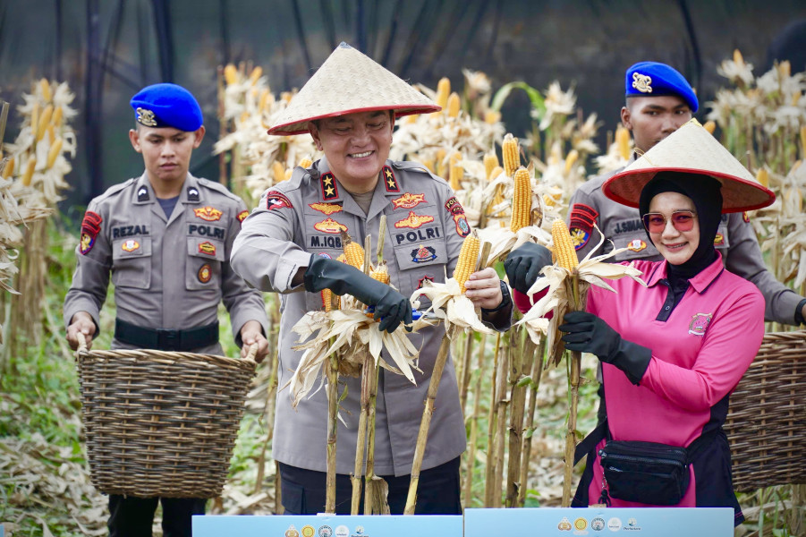 Polda Riau Panen Raya Jagung Pipil 156,64 Ton untuk Ketahanan Pangan