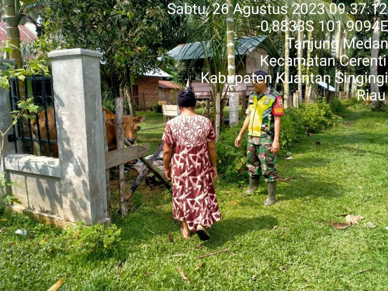 Didesa Tanjung Medan Kopda Mohamad Soleh Babinsa Koramil 06/Cerenti Kodim 0302/Inhu Antisipasi Penularan Penyakit Mulut Dan Kaki (PMK) Sapi Diwilayah Kecamatan Cerenti di Kabupaten Kuansing