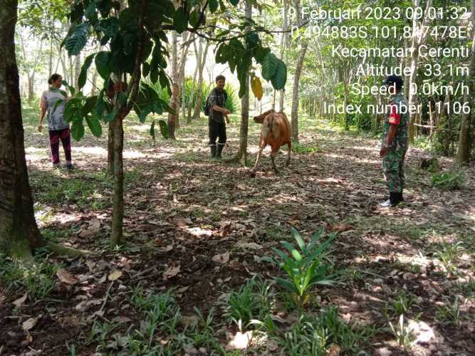 Antisipasi PMK Sapi Babinsa Koramil 06/Cerenti Kodim 0302/Inhu Cek Sapi Warga Binaan Desa Pulau Jambu Kecamatan Cerenti 