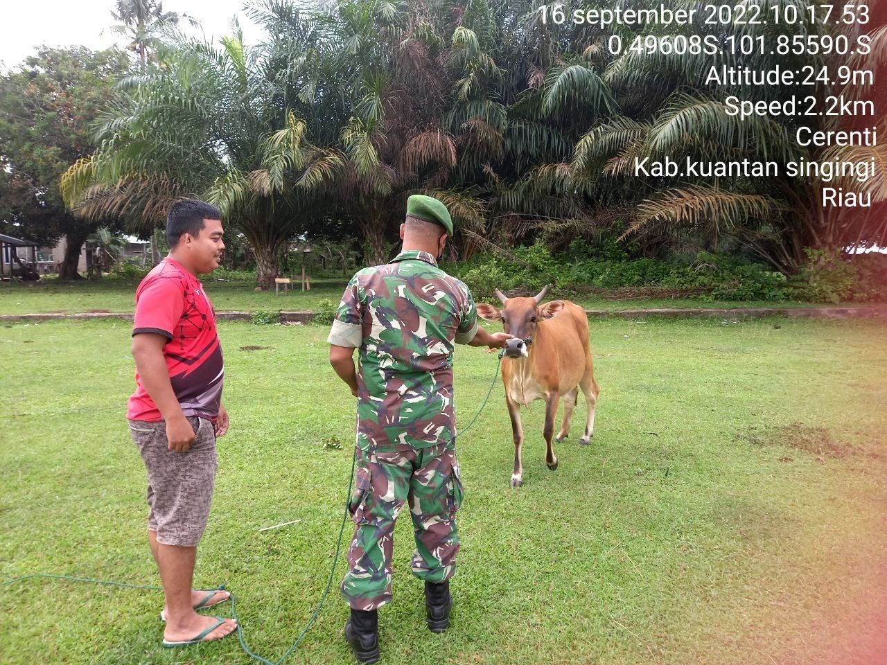 Di Desa Pesikaian, Babinsa Koramil 06/Cerenti Kodim 0302/Inhu Mengantisipasi Penularan Penyakit Mulut Dan Kaki (PMK) Sapi 