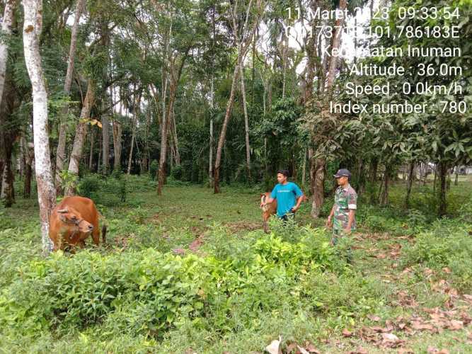 Antisipasi PMK Babinsa Koramil 06/Cerenti Kodim 0302/Inhu Cek Sapi Warga Binaan Desa Sigaruntang Kecamatan Inuman Kabupaten Kuansing 