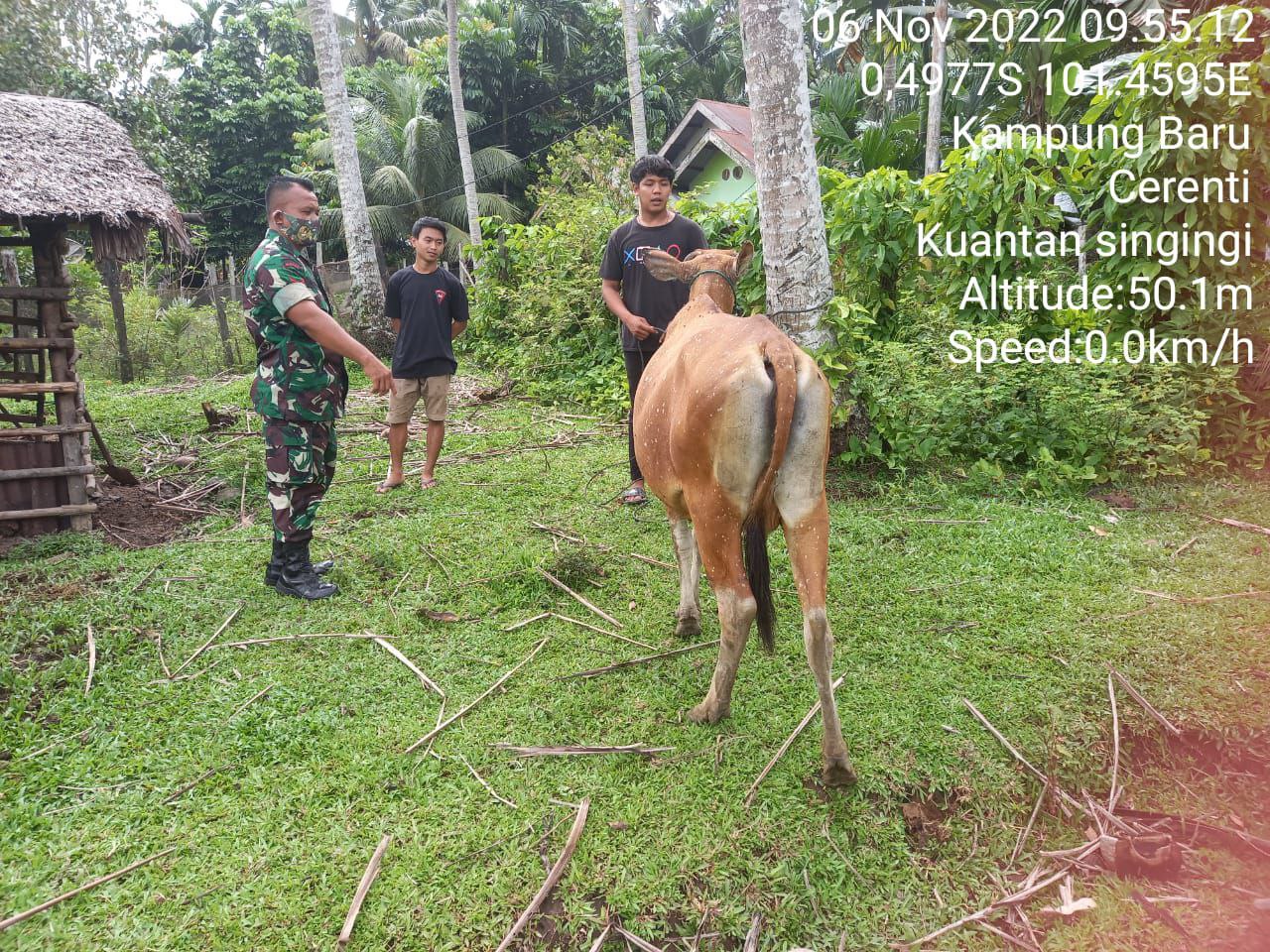 Di Desa Kampung Baru Kopda Irwan Babinsa Koramil 06/Cerenti Cek Kondisi Ternak Dan Kandang Sapi Warga, Antisipasi Penyakit PMK Pada Sapi Warga Binaan 