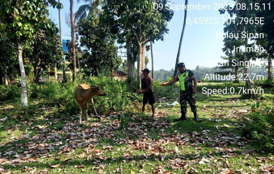 Kopda Irwan Babinsa Koramil 06/Cerenti Kodim 0302/Inhu Selalu Cek Ternak Sapi Warga Antisipasi Wabah PMK Di Desa Pulau Sipan Kecamatan Inuman
