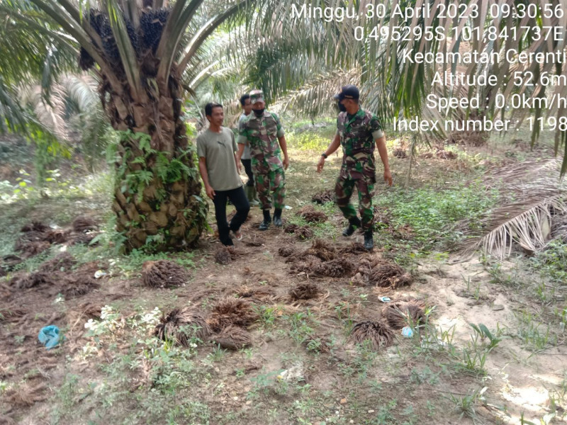 Sertu SP Nasution Babinsa Koramil 06/Cerenti Kodim 0302/Inhu Laksanakan Patroli Untuk Cegah Kebakaran Hutan Dan Lahan