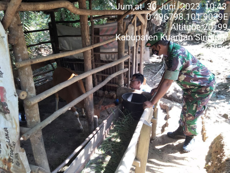 Serda Juanda Babinsa Koramil 06/Cerenti Kodim 0302/Inhu  Mengantisipasi Penularan Penyakit Mulut Dan Kaki (PMK) Sapi