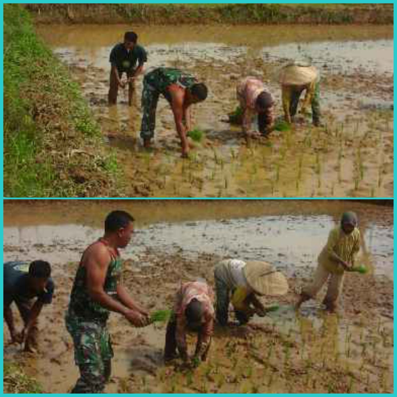 Babinsa Koramil 07/Kuantan Hilir Dim 0302/Inhu Membantu Petani Menanam Padi Di Desa Pulau Kijang.