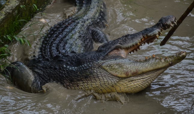 Nelayan di Rohil Tewas Disambar Buaya Saat Menjaring Ikan