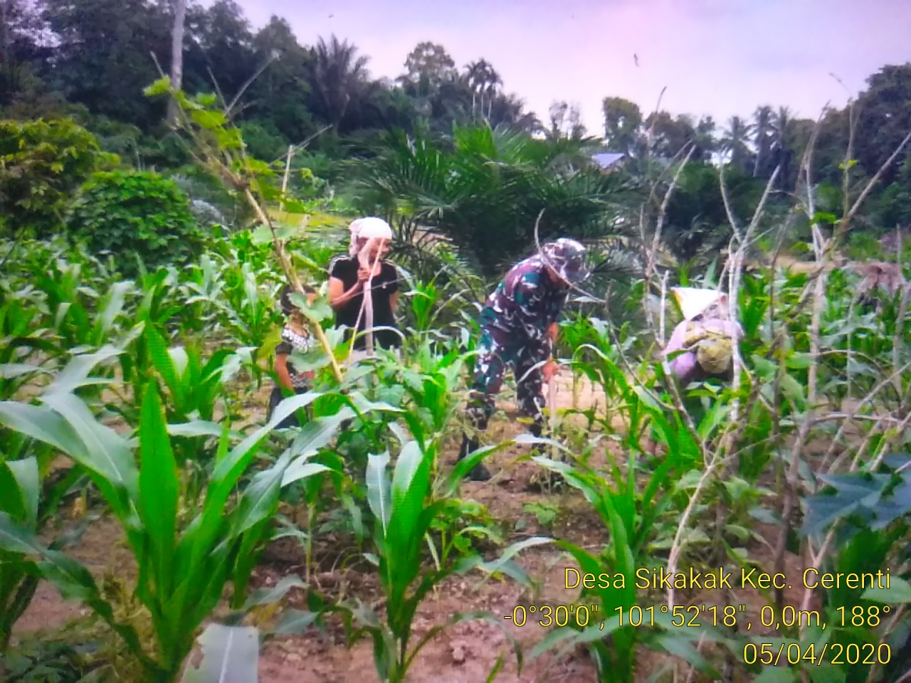 Babinsa Koramil 06/Cerenti Dim 0302/Inhu Serka M.Amin Membantu Petani Merawat Tanaman Jagung.