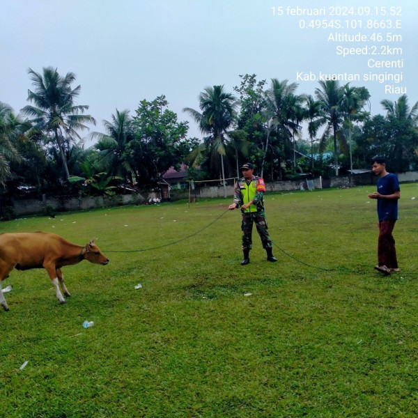 Babinsa Koramil 06/Cerenti Kodim 0302/Inhu Kopda M. Soleh Antisipasi Penularan Penyakit Mulut Dan Kaki (PMK) Pada Sapi 