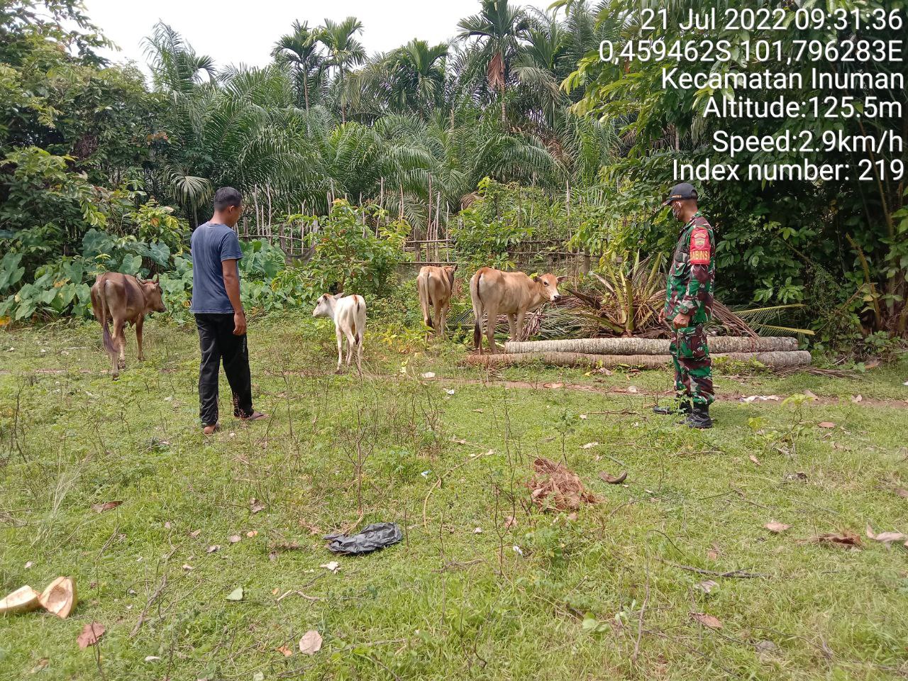 Antisipasi PMK Babinsa Koramil 06/Cerenti Kodim 0302/Inhu Cek Sapi Warga Binaan di Pulau Sipan Kecamatan Inuman Kabupaten Kuantan Singingi