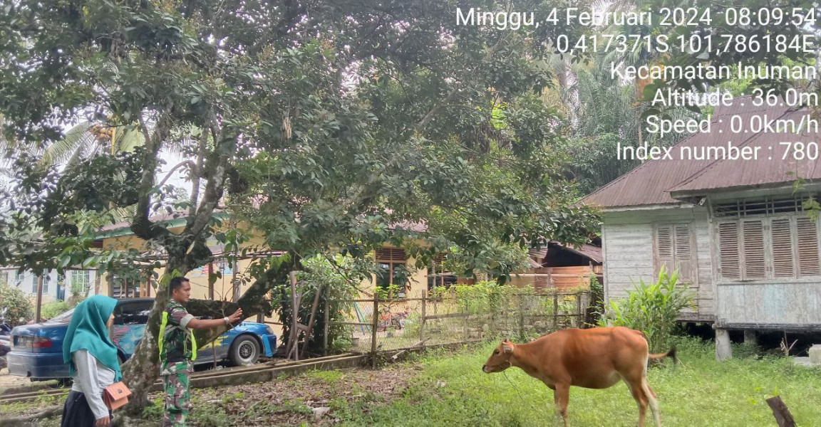 Antisipasi PMK Hewan Ternak Kopda Junedi Babinsa Koramil 06/Cerenti Kodim 0302/Inhu Cek Sapi Warga