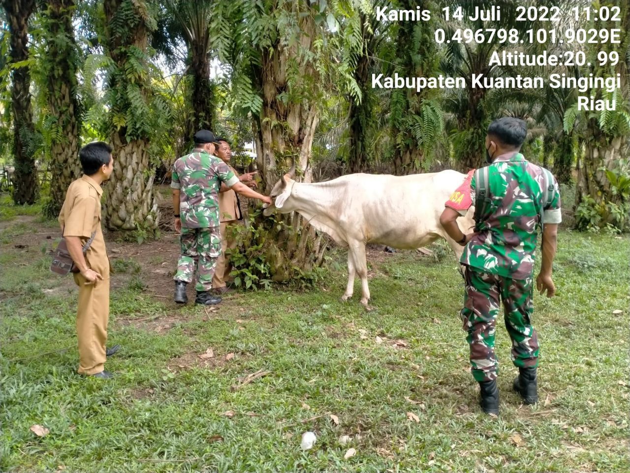 Antisipasi PMK, Babinsa Koramil 06/Cerenti Kodim 0302/Inhu Cek Sapi Warga Binaan