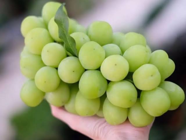 BPOM Turut Dilibatkan, Disperindag Pekanbaru Selidiki Dugaan Anggur Muscat Berpestisida