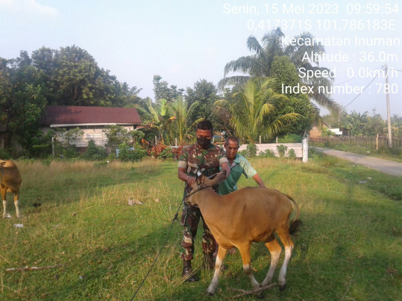 Mengantisipasi PMK,SP Nasution Babinsa Koramil 06/Cerenti Kodim 0302/Inhu Cek Sapi Warga Binaan Di Desa Sigaruntang