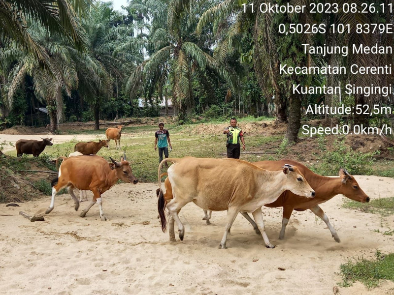 Minimalisir Wabah Virus PMK,Babinsa Koramil 06/Cerenti Kodim 0302/Inhu Cek Ternak Sapi Warga Binaan Secara Rutin