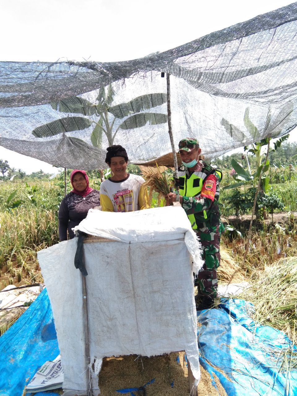 Babinsa Koramil 07/Kuantan Hilir Dim 0302/Inhu Panen Padi Bersama Petani Di Desa Pauh Angit Kecamatan Pangean