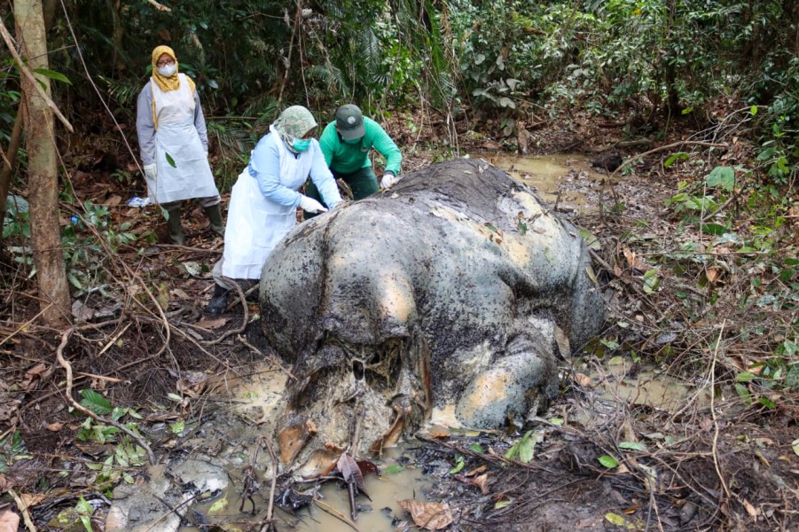 Terungkap Penyebab Kematian Gajah di Ukui: Cedera Otak karena Luka Tembak