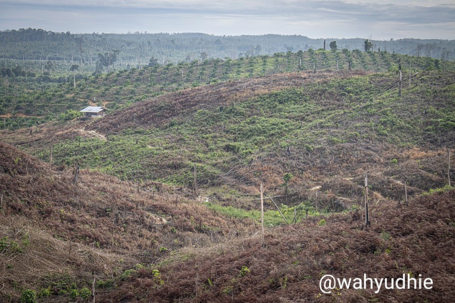 40 Ribu Hektare TNTN Dikuasai Sawit Ilegal, Komisi IV DPR RI Tuntut Penegakan Hukum Tegas