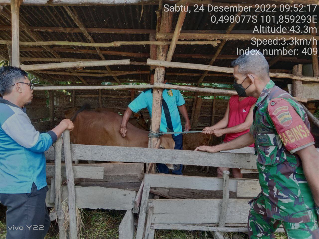 Anggota Koramil 06/Cerenti Kodim 0302/Inhu Mengantisipasi Penularan Penyakit Mulut Dan Kaki (PMK) Sapi di Pasar Inuman Kecamatan Inuman 