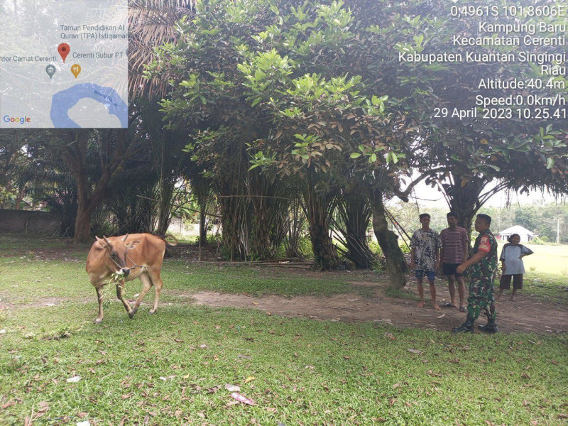 Mengantisipasi PMK Sapi Babinsa Koramil 06/Cerenti Kodim 0302/Inhu Cek Sapi Warga Desa Kampung Baru Timur