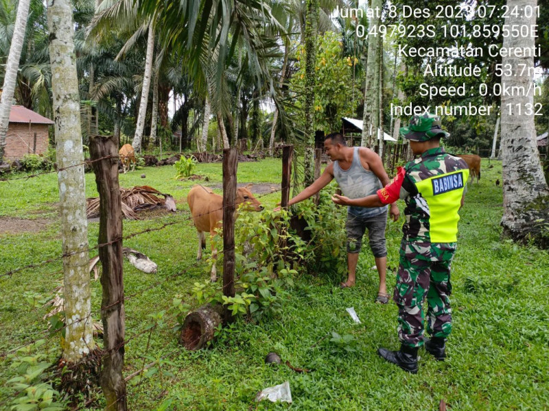Babinsa Koramil 06/Cerenti Dim 0302/Inhu  Ternak Sapi Warga Antisipasi Wabah PMK di Desa Pulau Jambu