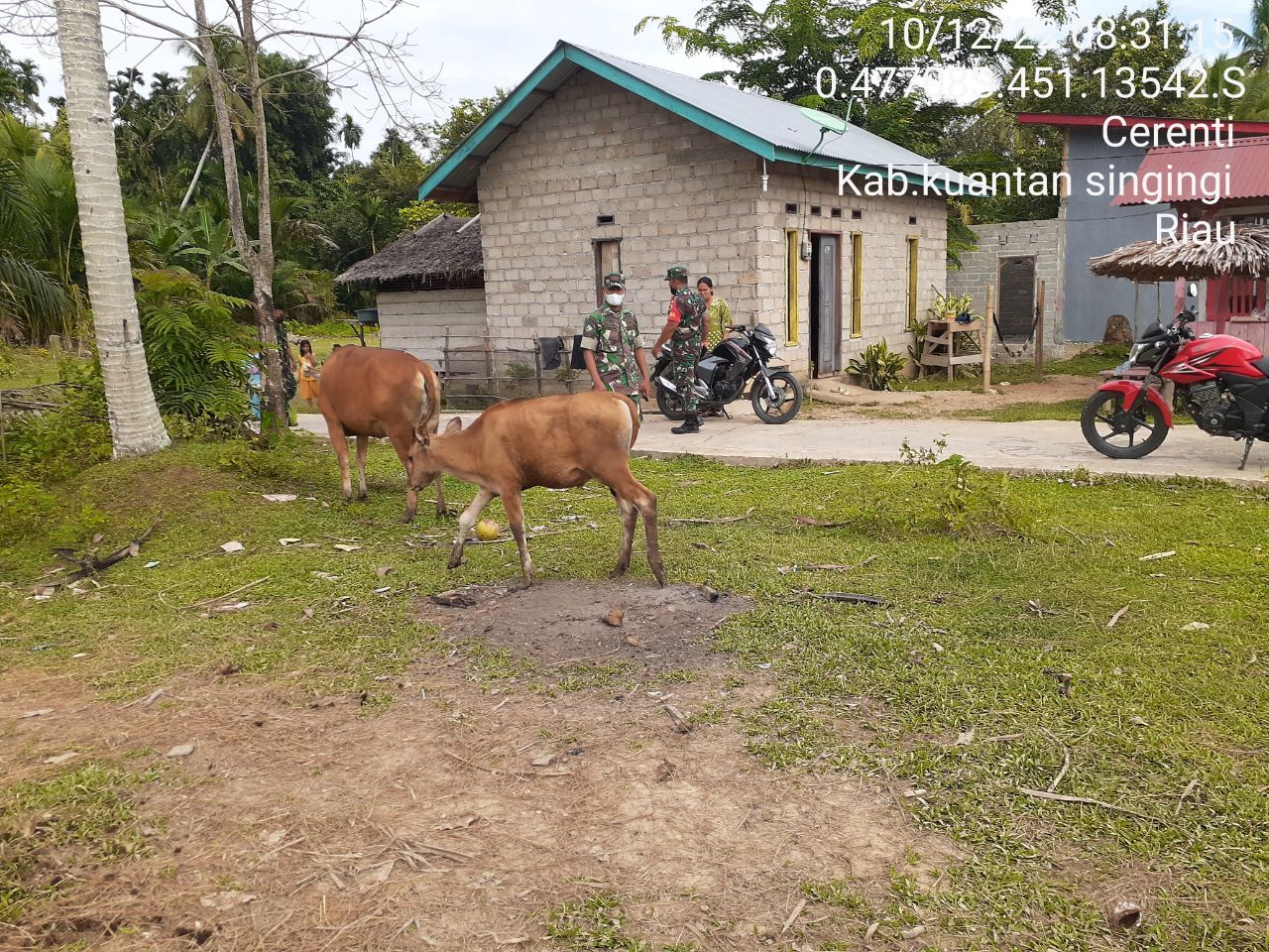 Kopda Irwan Bersama Anggota Koramil 06/Cerenti Dim 0302/Inhu Tinjau Ternak Sapi di Wilayah Binaannya