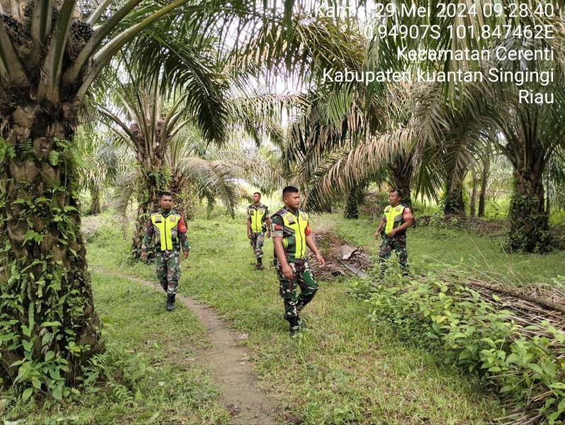 Setiap Hari Babinsa Koramil 06/ Cerenti Kodim 0302/Inhu Melaksanakan Patroli Dan Pencegahan Kebakaran Hutan Dan Lahan