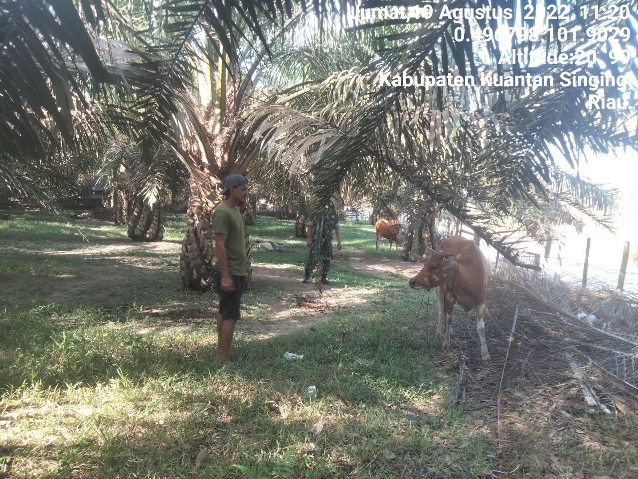 Babinsa Koramil 06/Cerenti Kodim 0302/Inhu Cegah Wabah PMK, Babinsa Cek Kesehatan Ternak Warga di Desa Binaan