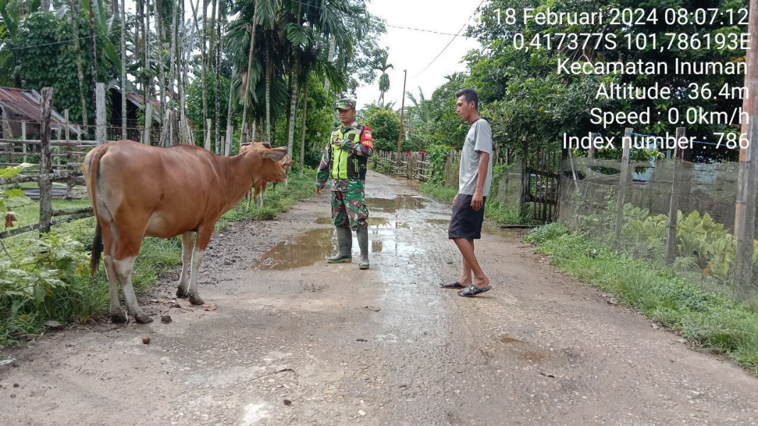Di Kampung Baru Koto, Babinsa Koramil 06/Cerenti Kodim 0302/Inhu Cek Sapi Warga
