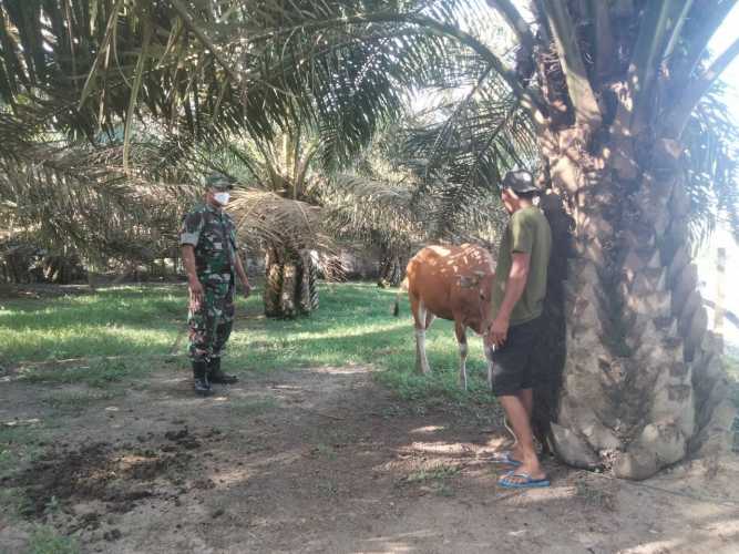 Serda Juanda Koramil 06/Cerenti Kodim 0302/Inhu Mengantisipasi Penularan Penyakit Mulut Dan Kaki (PMK) Sapi