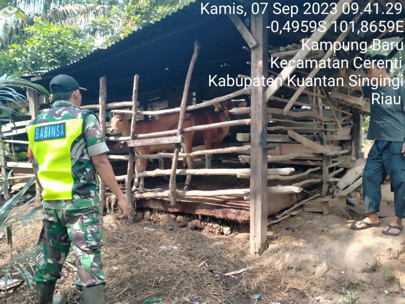 Di Desa Kampung Baru Kopda Mohamad Soleh Babinsa Koramil 06/Cerenti Kodim 0302/Inhu Mengantisipasi Penularan Penyakit Mulut Dan Kaki (PMK) Sapi Diwilayah Teritorialnya